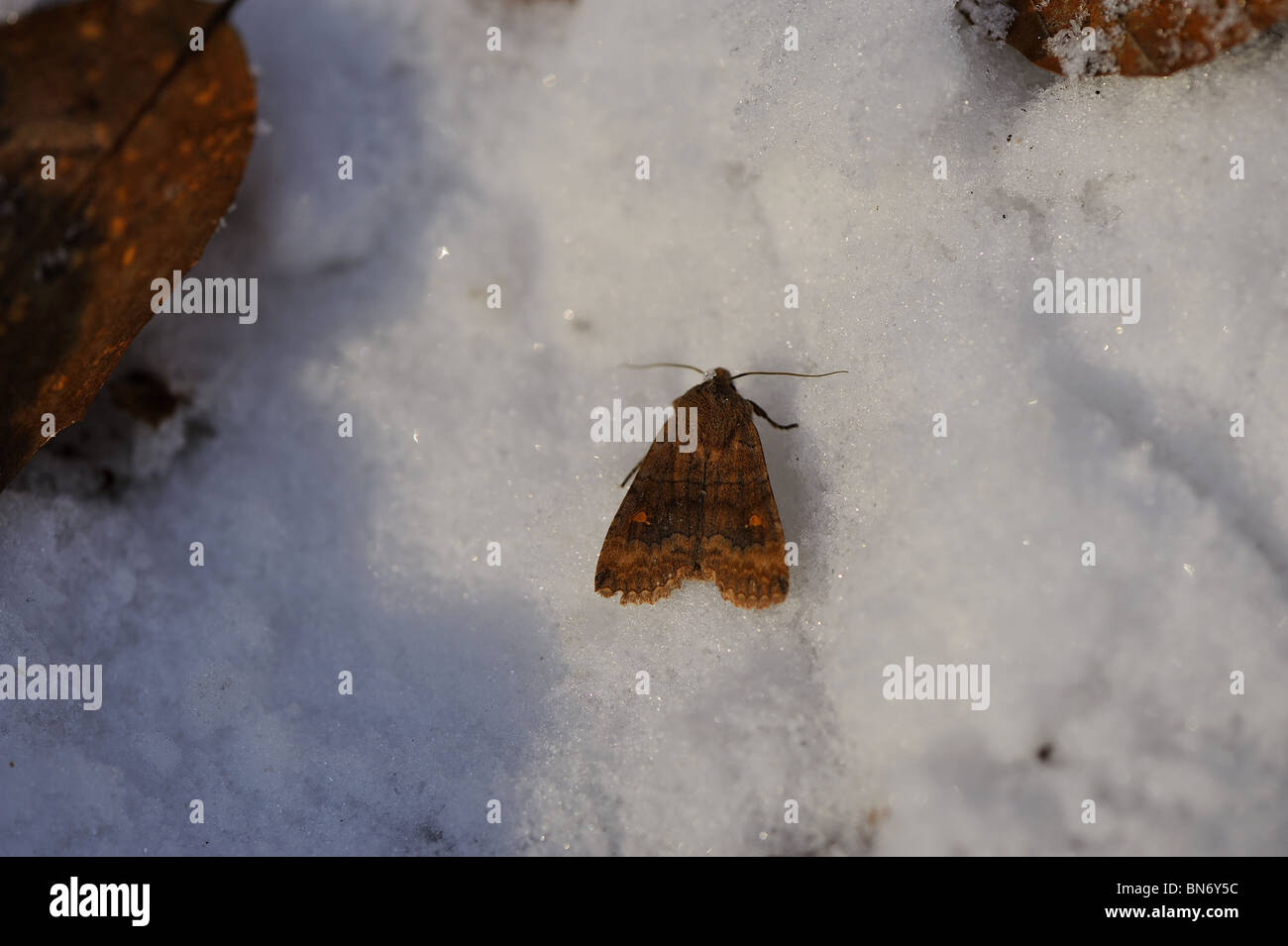 Die Satelliten-Motte (Eupsilia Transversa Rufosatellitia) im Schnee (gestörte bei der Überwinterung zwischen tot auf dem Boden Blätter) Stockfoto