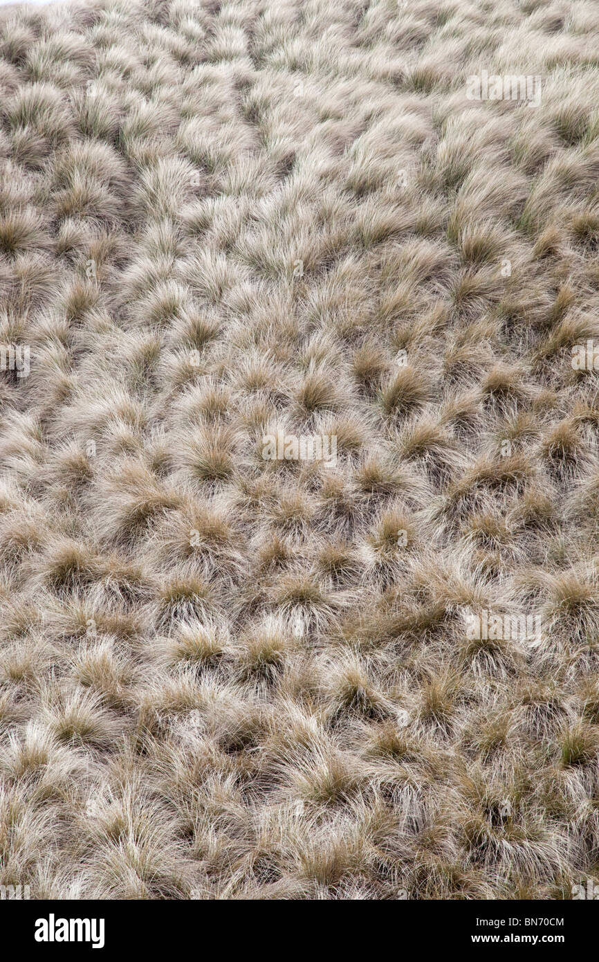 Dünengebieten Grass; Ammophila Arenaria; Muster Stockfoto