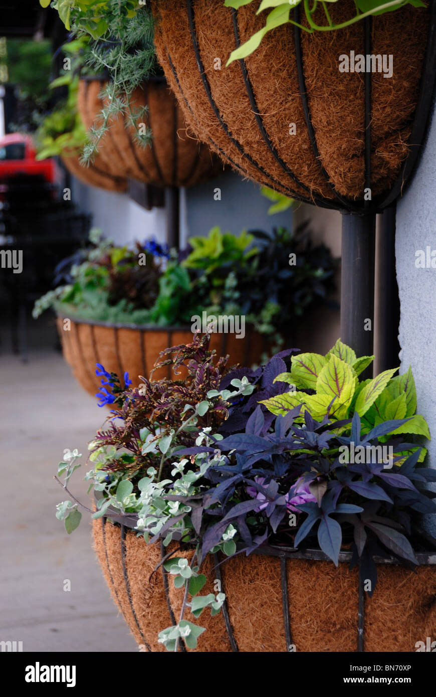 Ein Array von hängende Pflanzen. Stockfoto