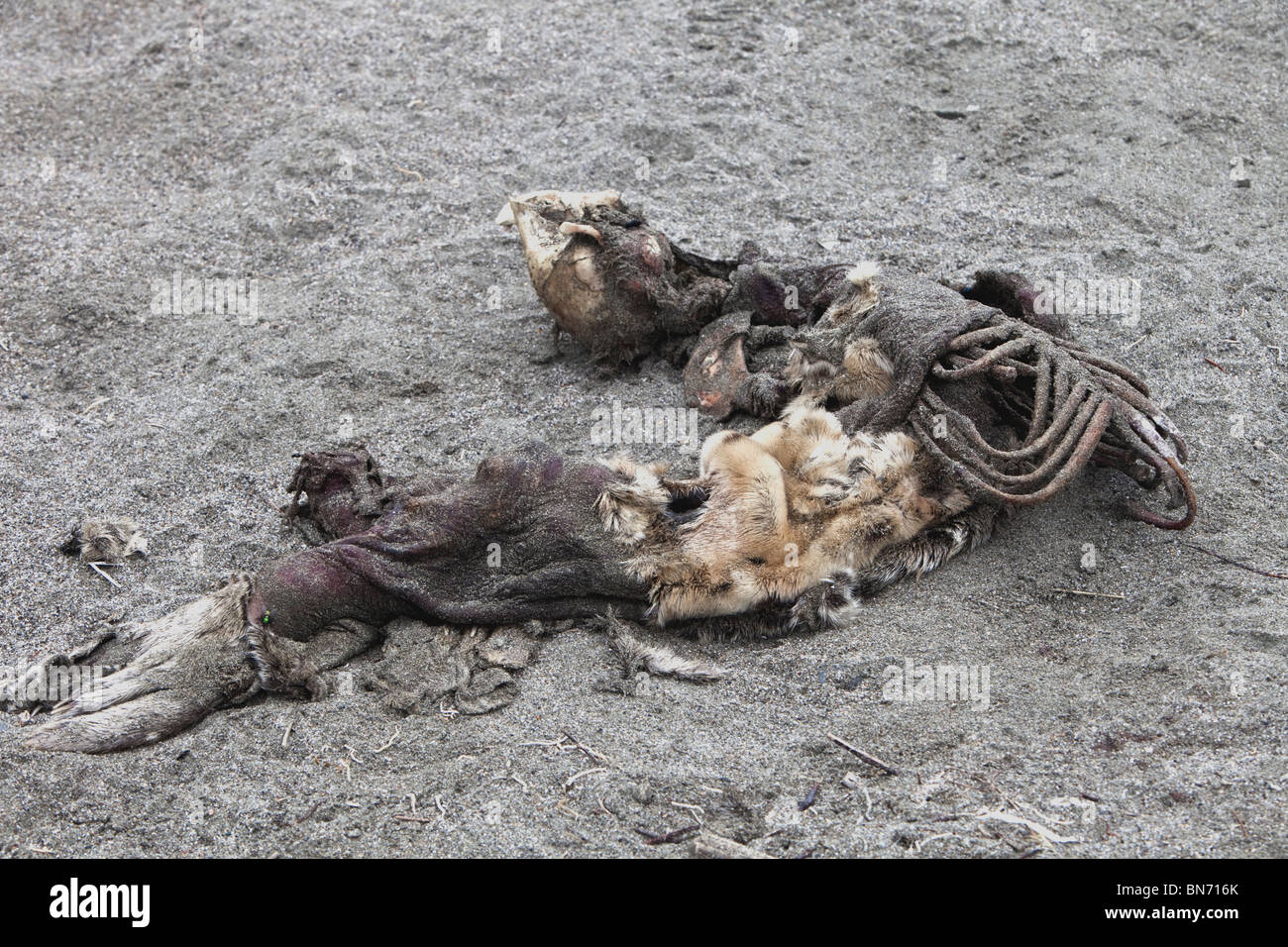 Verwüstete Seelöwen Pup, Strand. Stockfoto