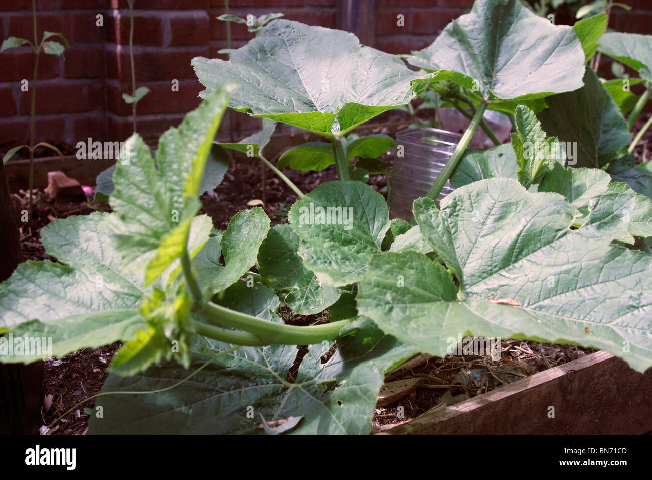 Young-Kürbis Pflanze Cucurbita Pepo Kürbis Kürbis Stockfoto