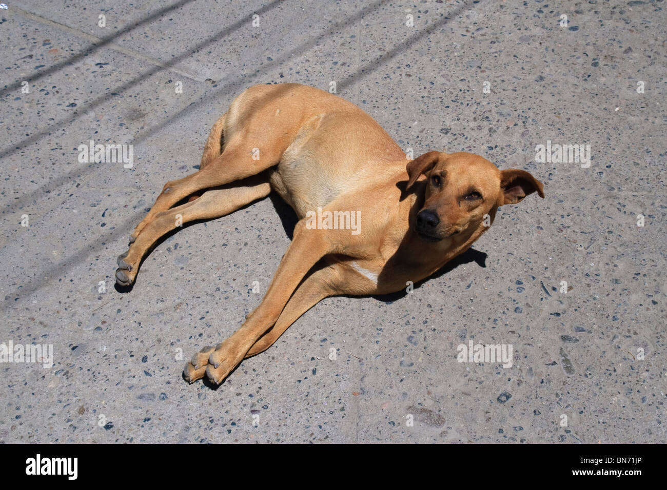 Hund liegend auf dem Bürgersteig, Bucerias, Bundesstaat Nayarit, Mexiko Stockfoto