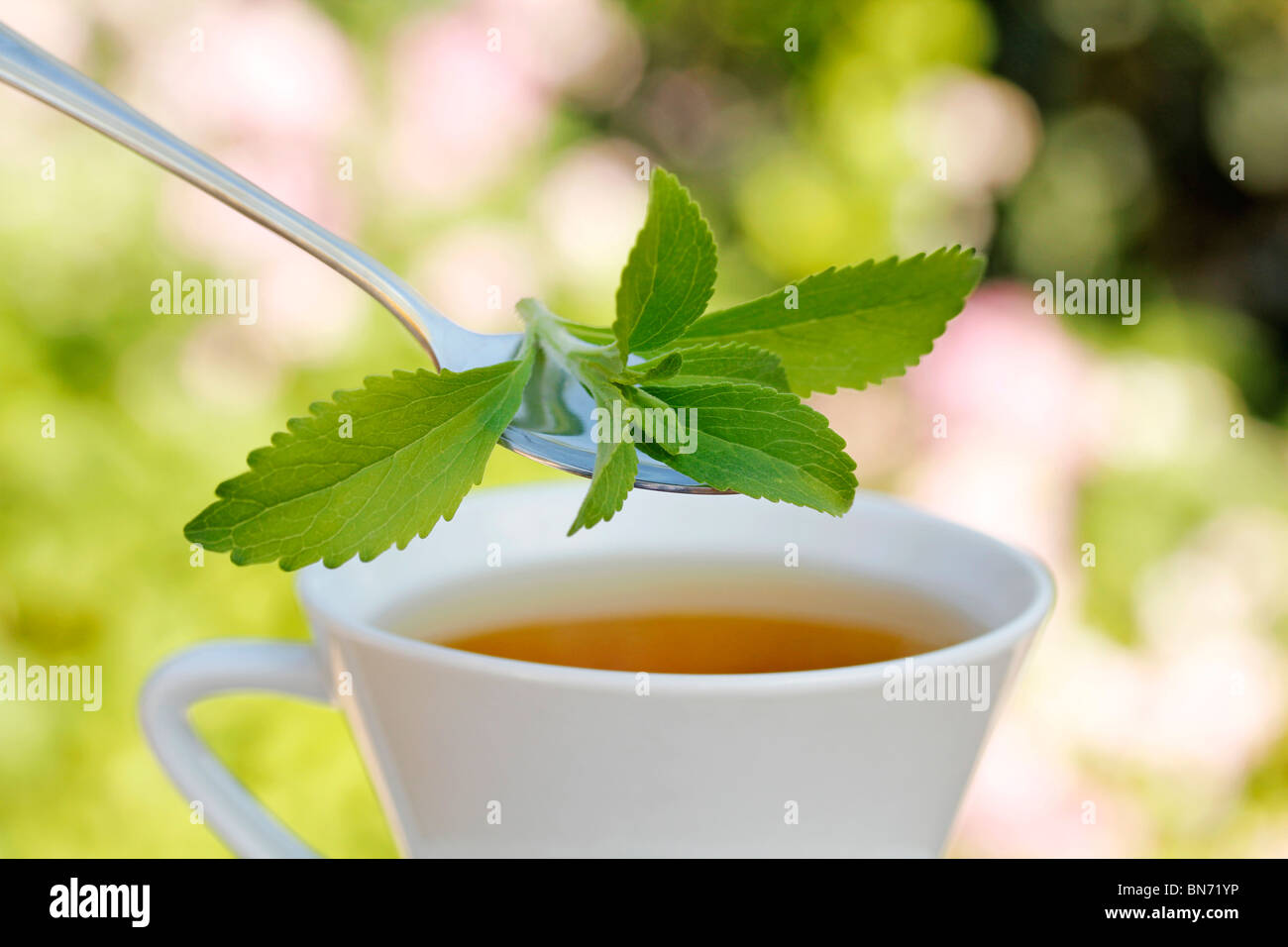 Süße Pflanze (Stevia Rebaudiana) Stockfoto