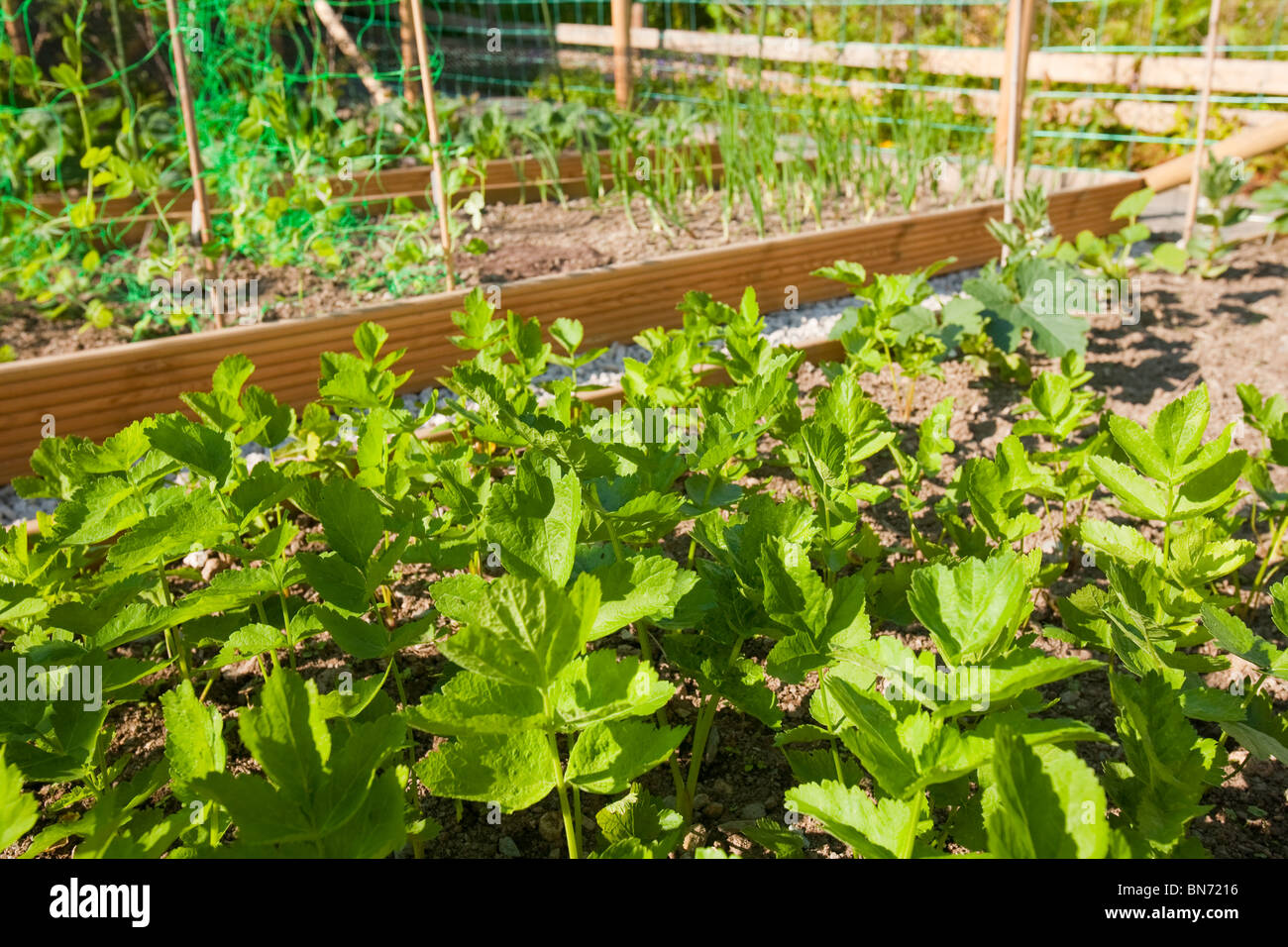 Guerilla gardening in Ambleside. Dieser Bereich des ehemaligen Brachland wurde übernommen und ein Gemüsegarten umfunktioniert. Stockfoto