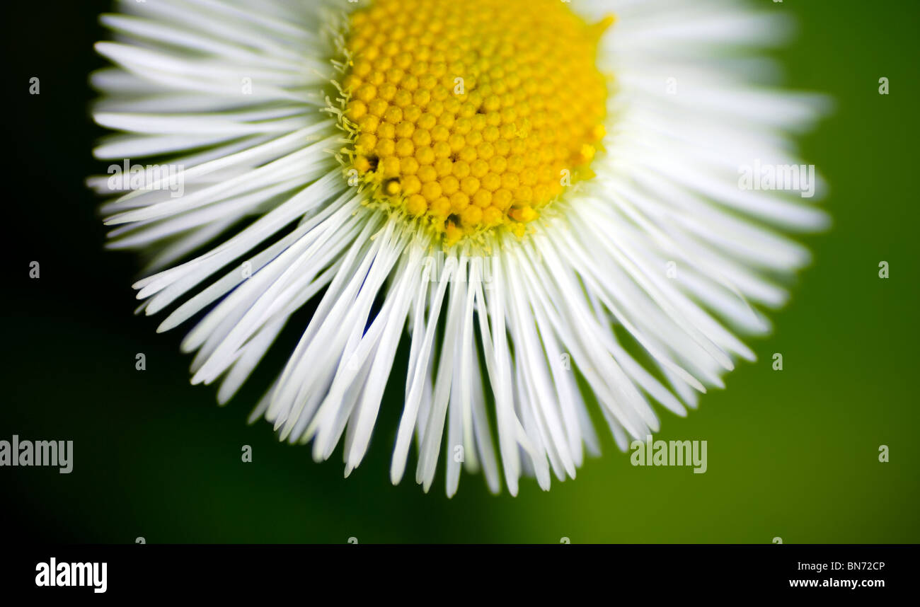 Dies ist ein sehr kleines Gänseblümchen, etwa halb so groß wie ein Cent. Stockfoto