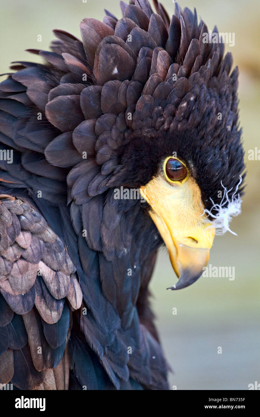 Nahaufnahme der Kopf eines jungen Sie Eagle (Terathopius ecaudatus) im Profil Stockfoto