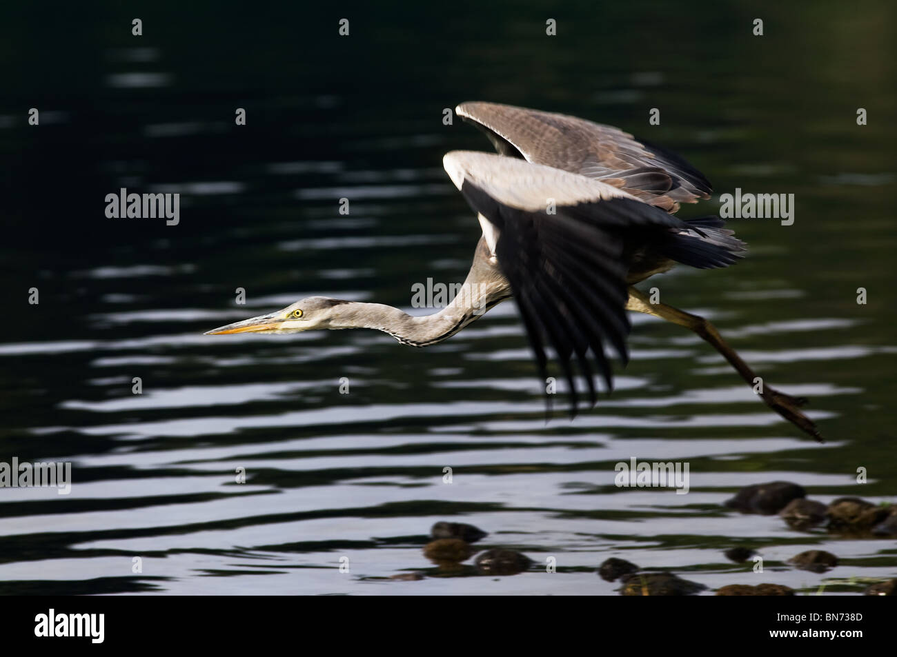 Großer Reiher - Vogel-Porträt mit wegfliegen öffnen Flügel über einem See Stockfoto