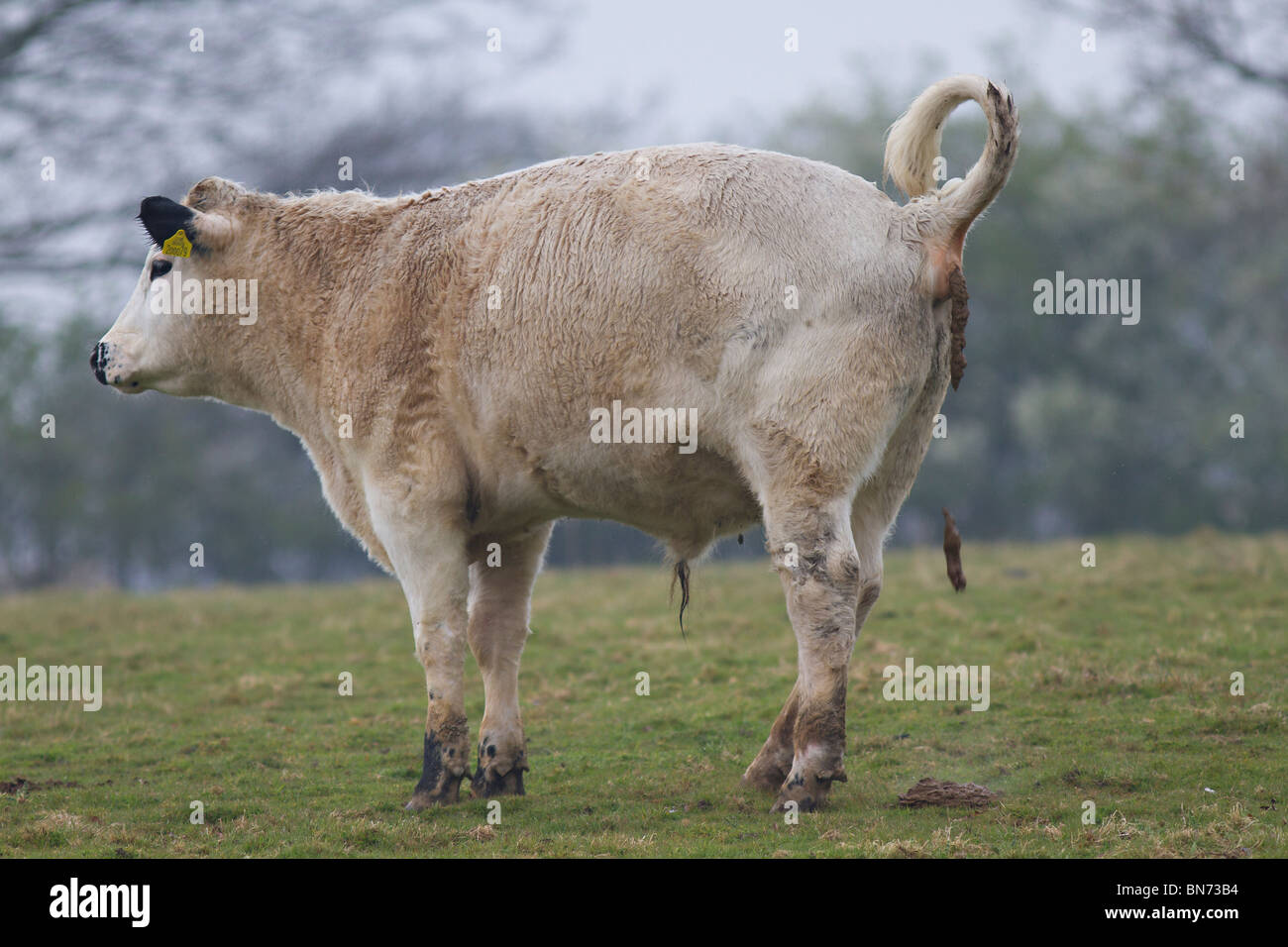 Britische weiße Färse Stuhlgang im Feld Stockfoto