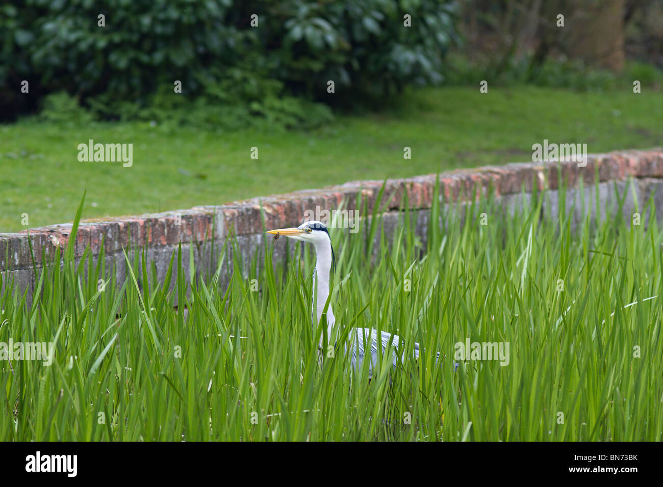 Graureiher (Ardea cinerea) Fischen im Gartenteich in Sussex, UK Stockfoto