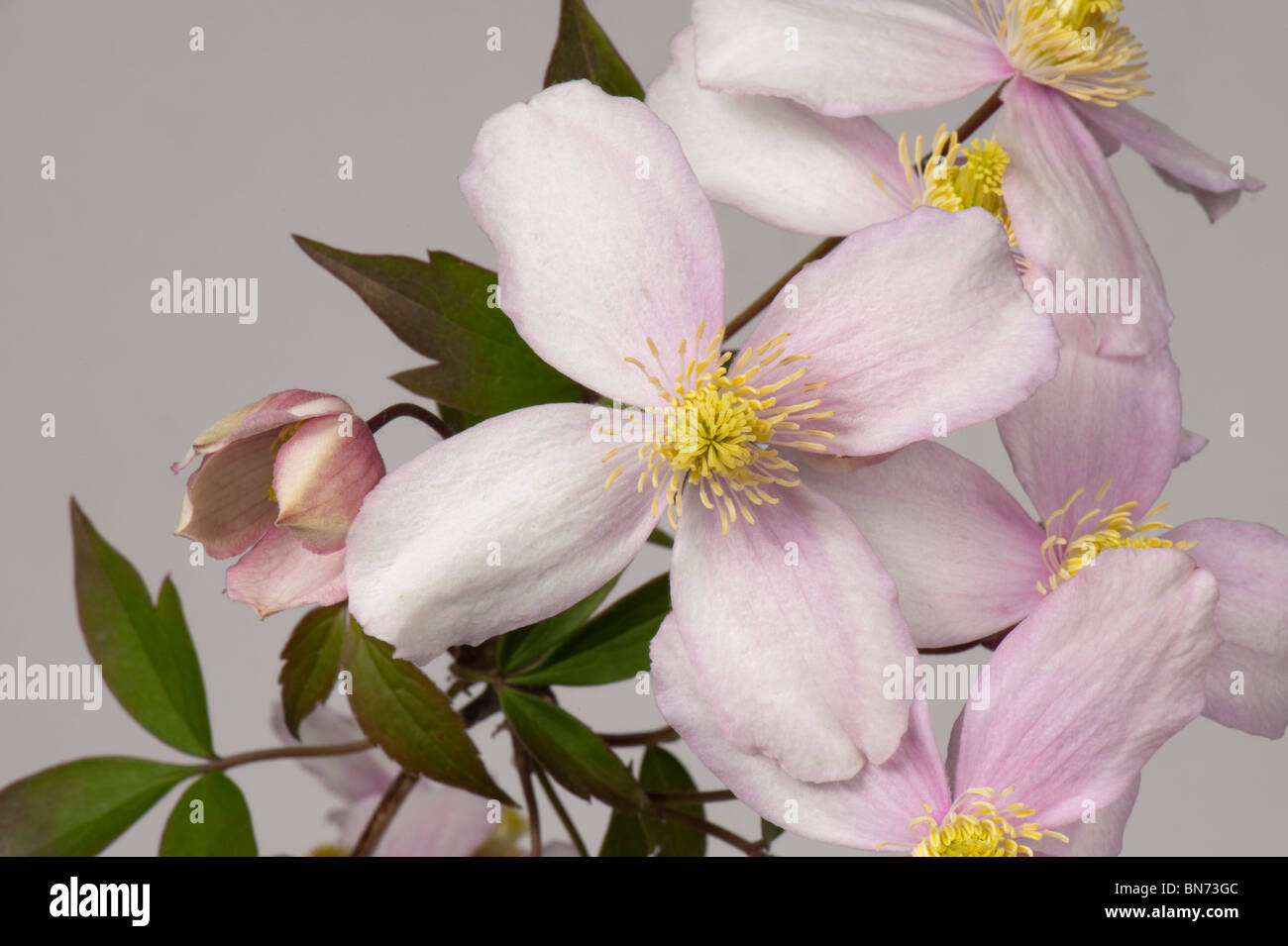 Clematis Montana 'Elizabeth' Blumen auf weißem Hintergrund Stockfoto
