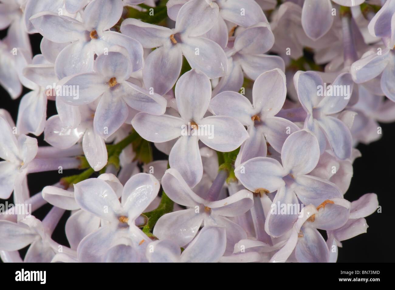 Flieder (Syringa Vulgaris) lila Blüten auf einem schwarzen Hintergrund Stockfoto