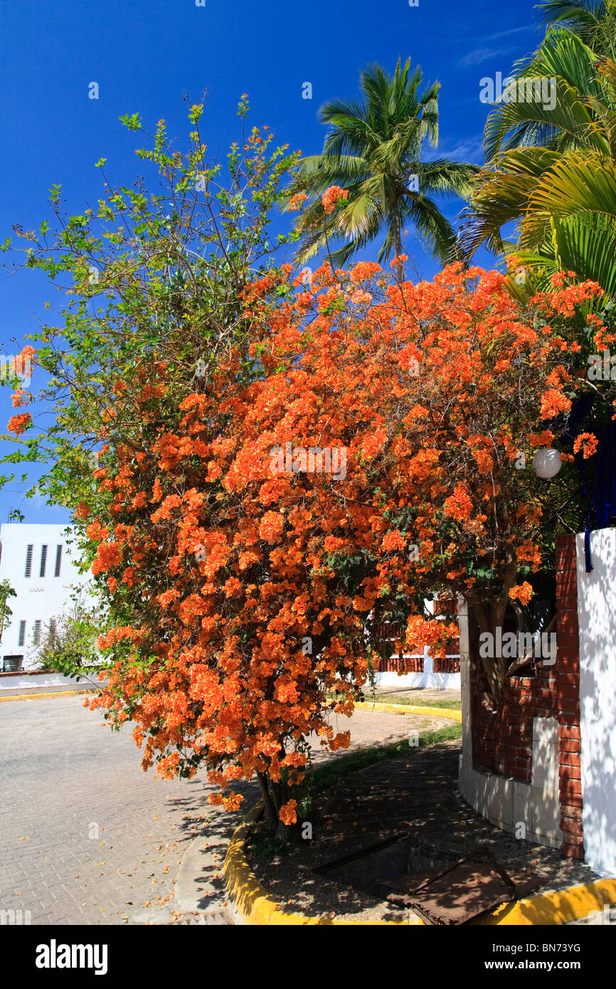 Orangefarbene Bougainvillea blühen in Guayabitos, ein Meer-Seite der Stadt befindet sich im Bundesstaat Nayarit, an der pazifischen Küste von Mexiko. Stockfoto