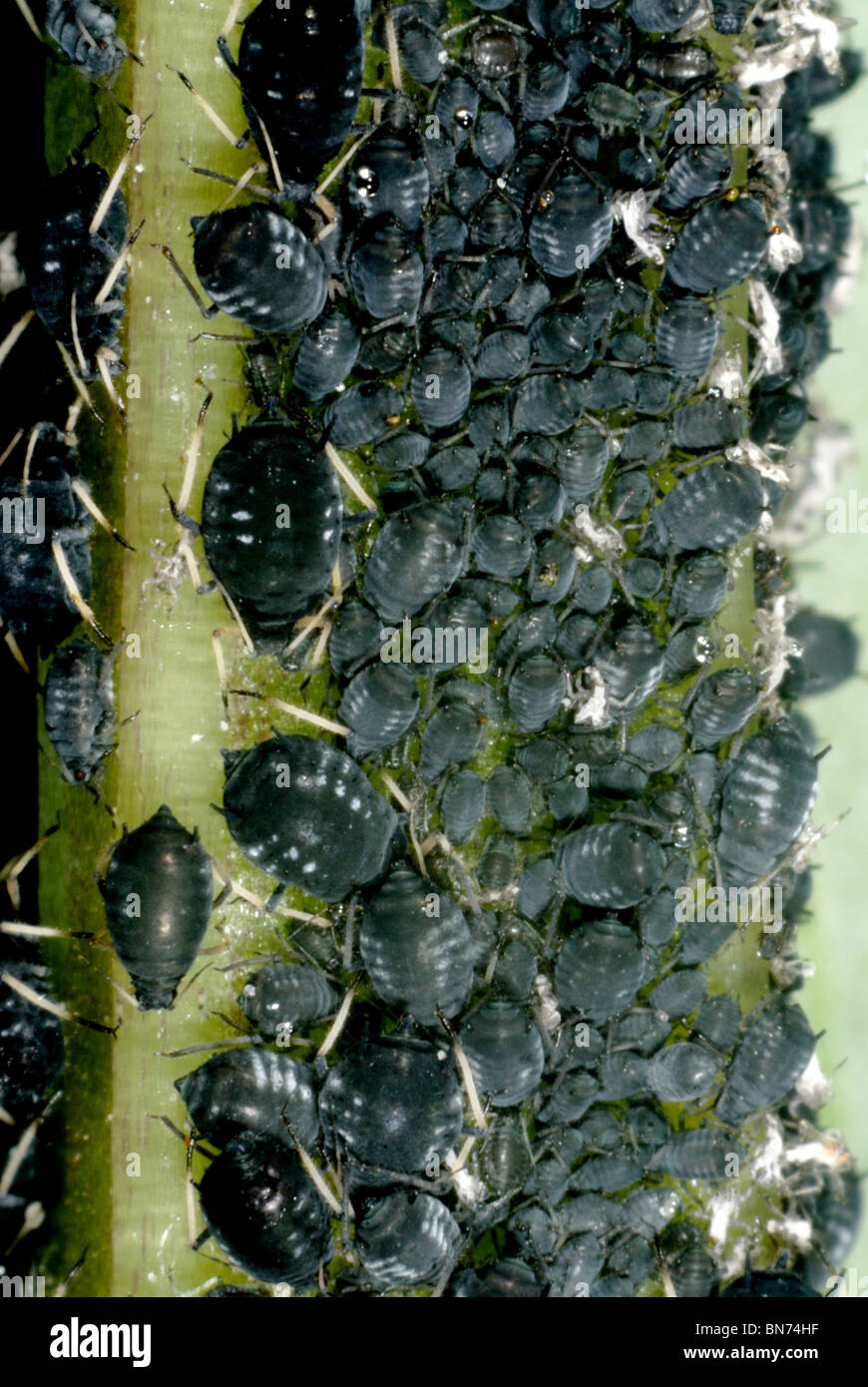 Befall von schwarzen Bohnen Blattläuse (Aphis Fabae) auf einem Bohnen-Stiel Stockfoto