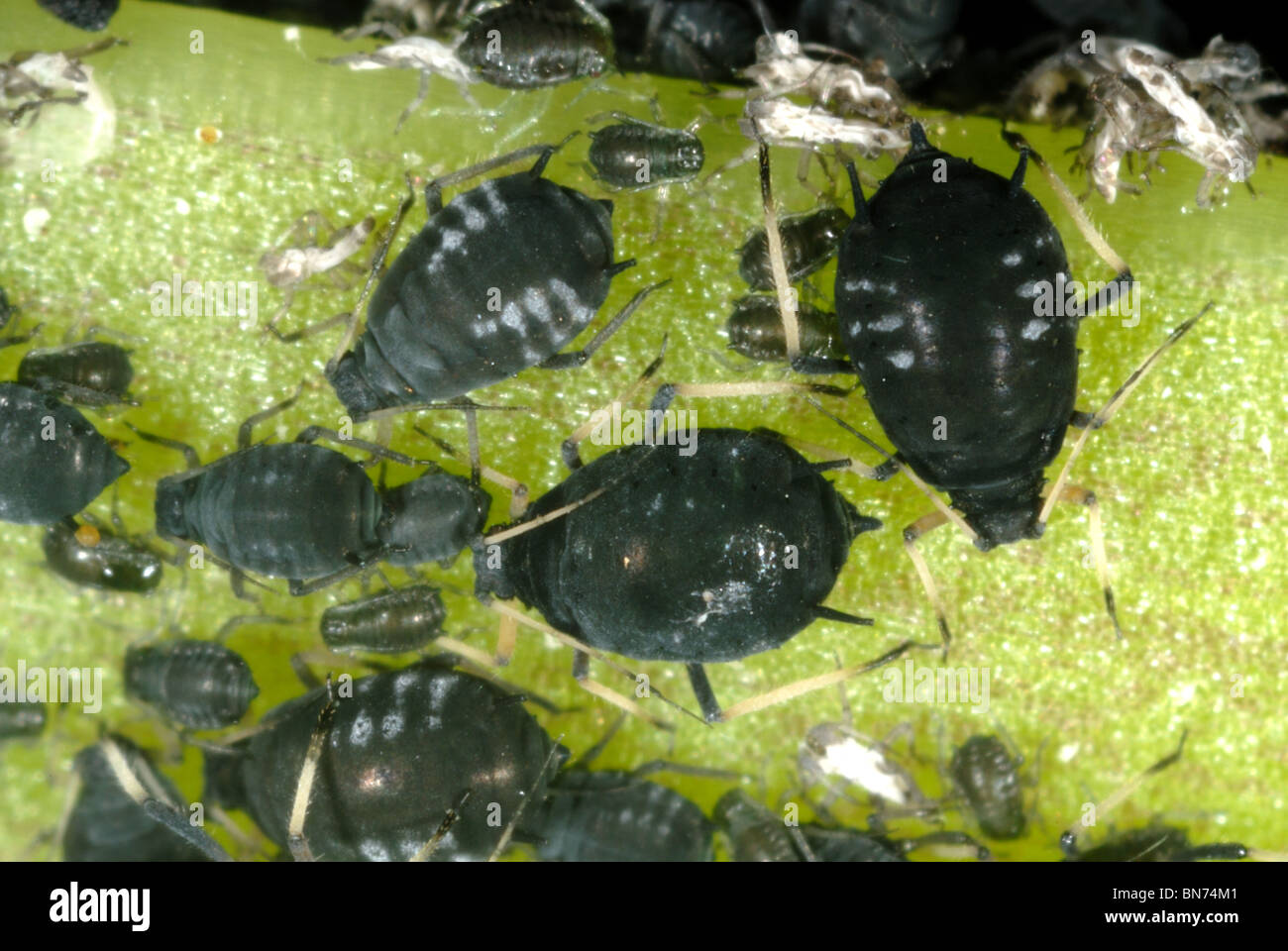 Schwarze Bohne Blattläuse (Aphis Fabae) auf einem Bohnen-Stiel Stockfoto