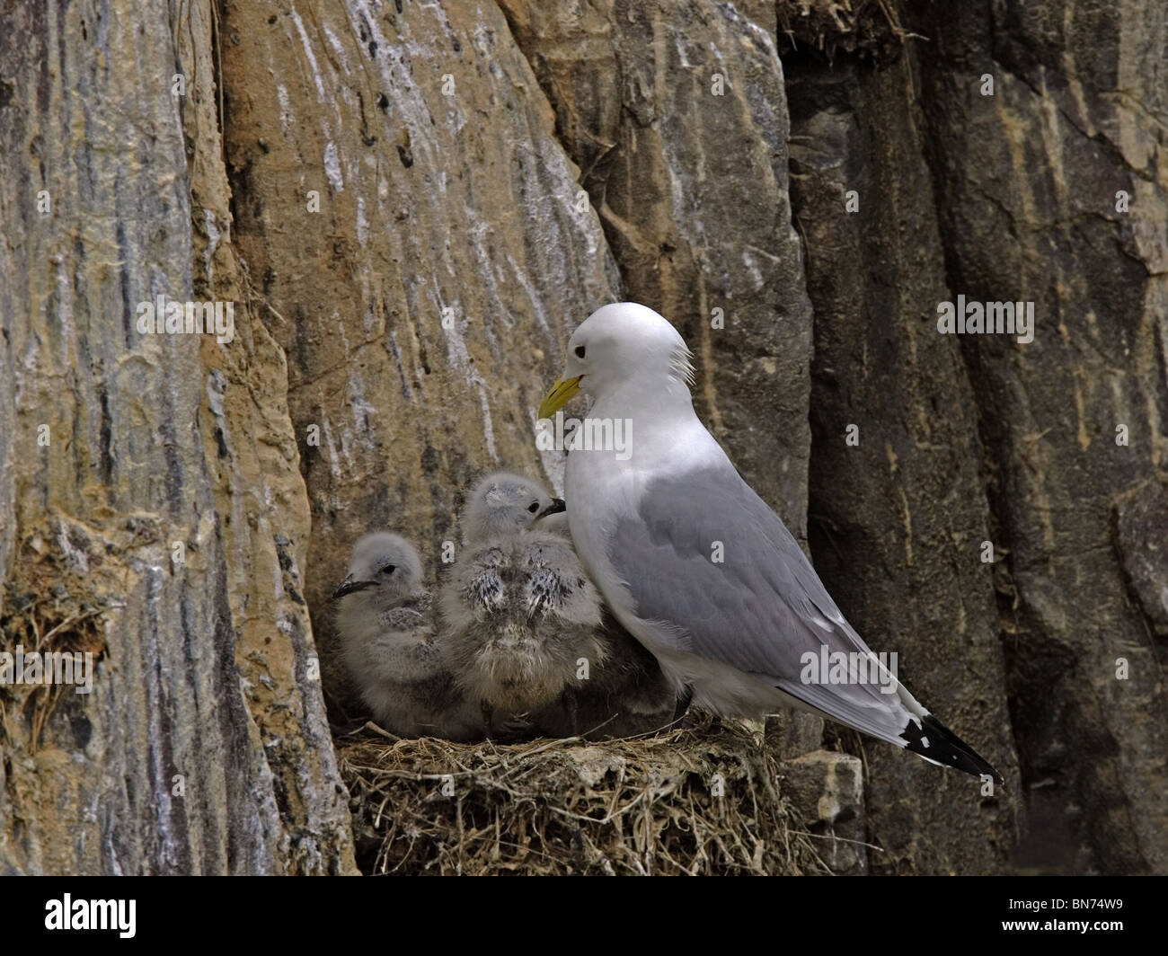 Kittiwake auf Nest mit Küken Stockfoto