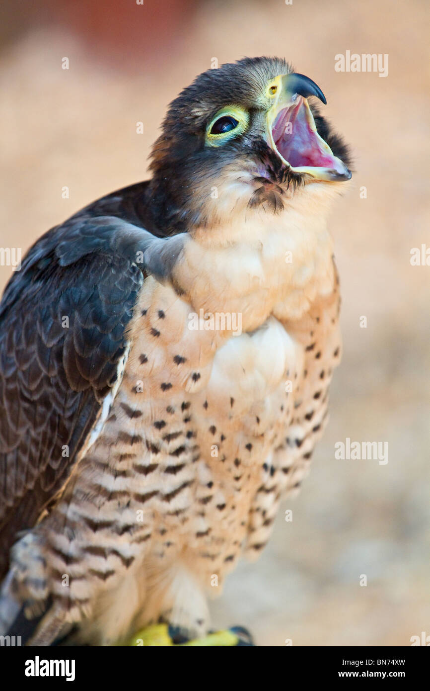 Peregrine Lanneret oder Perilanner Kreuzungen vogel Aufruf Stockfoto