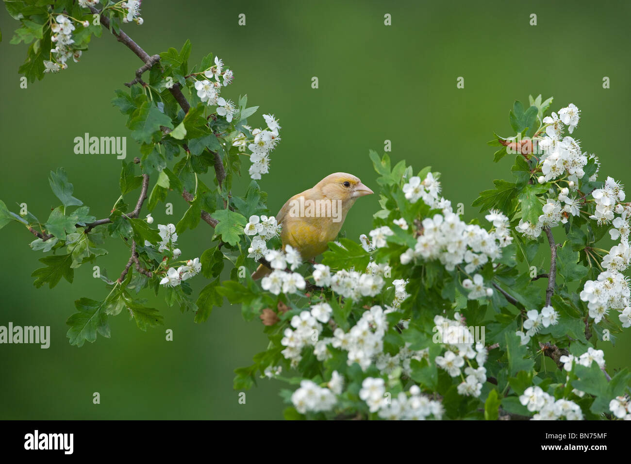Grünfink Carduelis Chloris Farbvariation auf Spring Blossom abnorme Variation Stockfoto