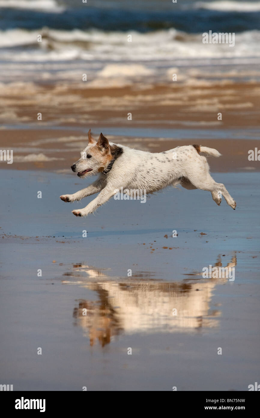 Jack Russell Terrier läuft am Cromer Beach an der North Norfolk Küste Stockfoto