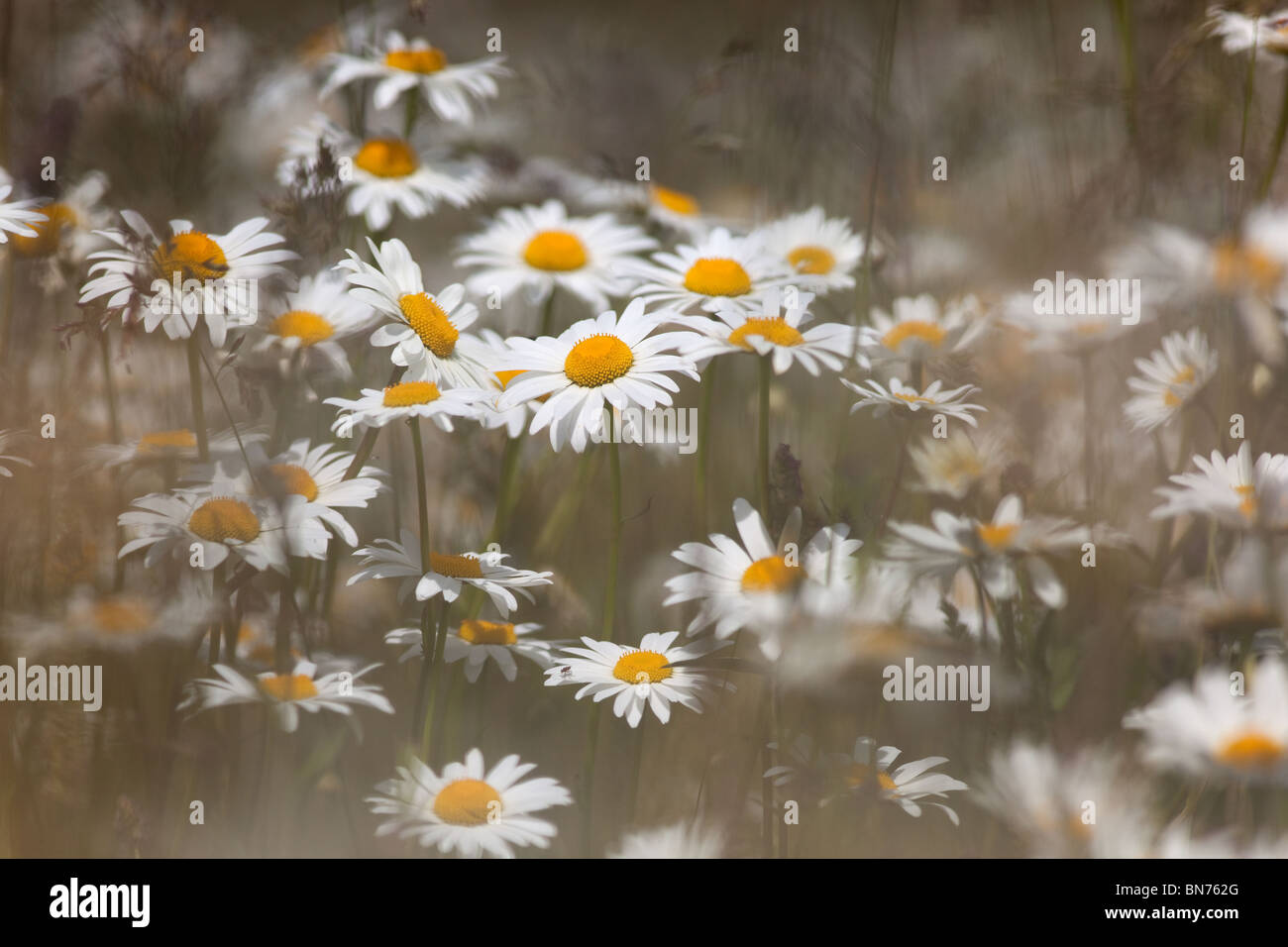 Ochsenaugen Gänseblümchen Leucanthemum vulgare auf Feldvorland Sommer Norfolk Stockfoto