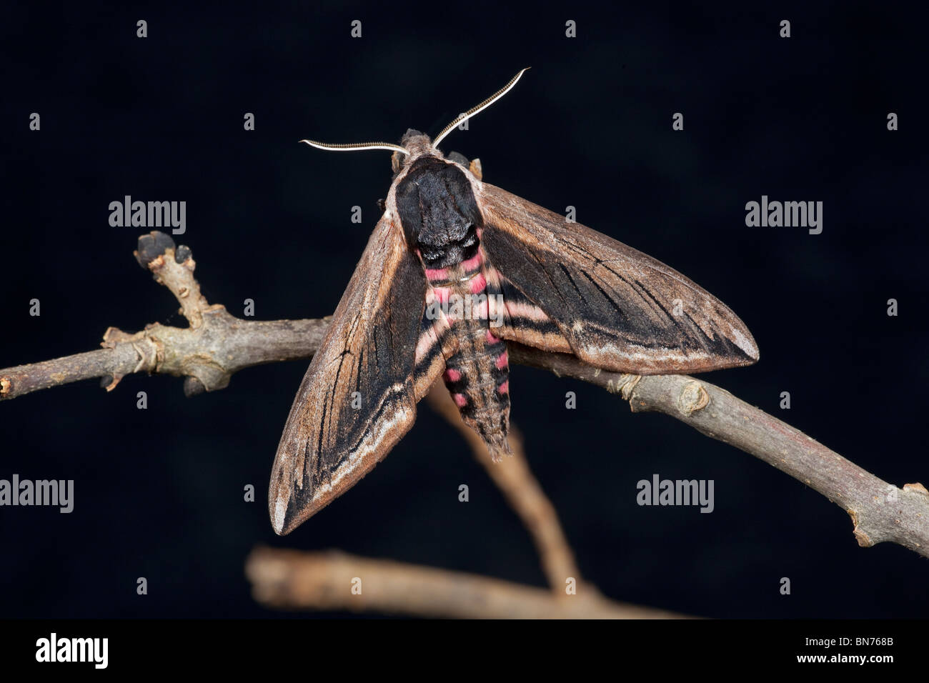 Liguster Hawk-Moth Sphinx Ligustri auf Ast Stockfoto