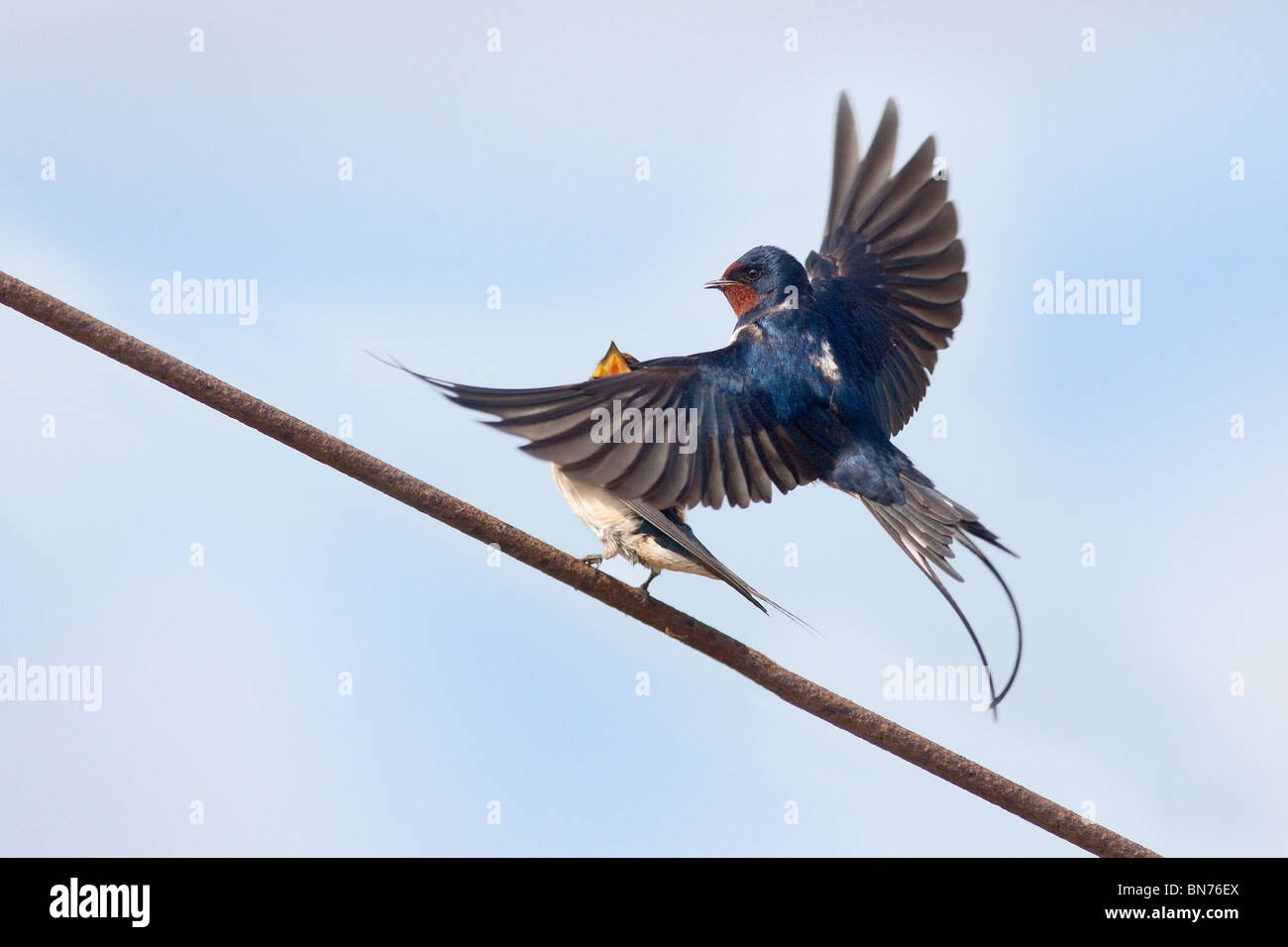 Swallows Hirundo Rustica pairing auf Telefonleitung Stockfoto