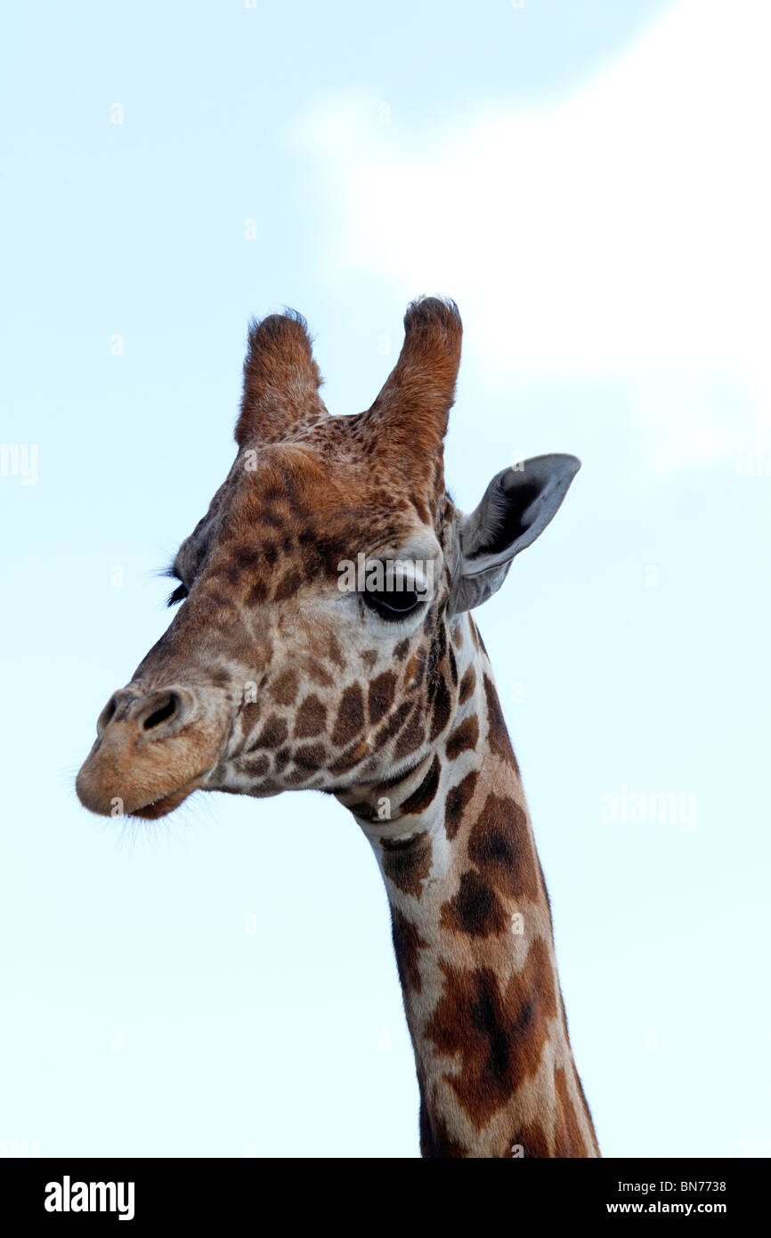 Nahaufnahme von einem Rothschild-Giraffen Kopf zeigen Details und Tarnung Stockfoto