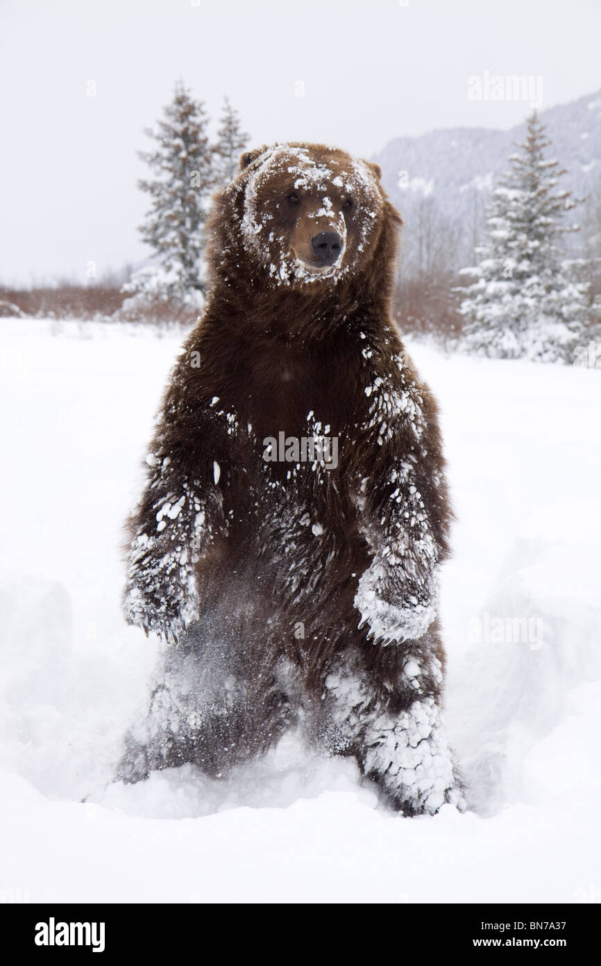 CAPTIVE: Grizzly steht auf Hinterpfoten während des Winters im Alaska Wildlife Conservation Center, Alaska Stockfoto