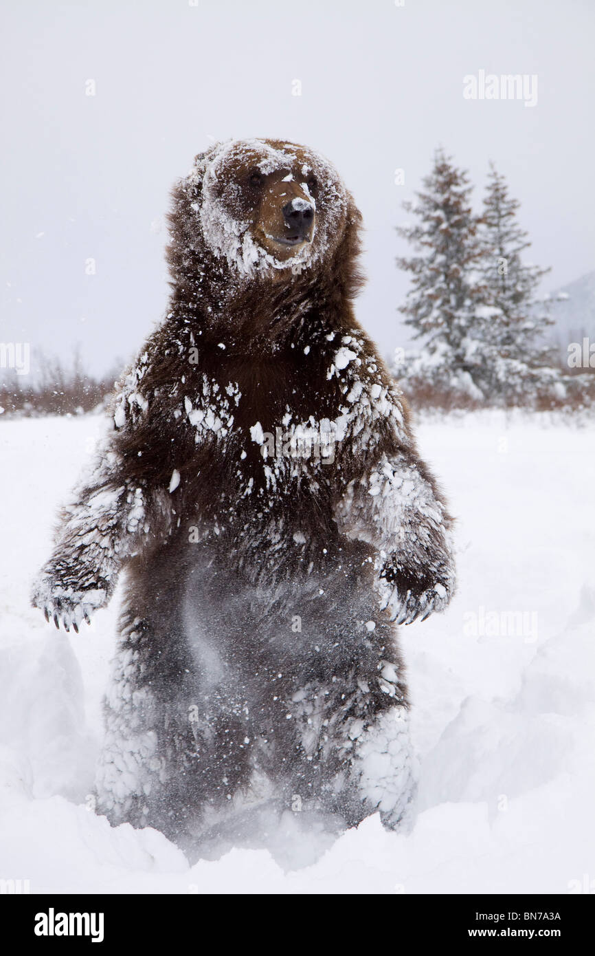 CAPTIVE: Grizzly steht auf Hinterpfoten während des Winters im Alaska Wildlife Conservation Center, Alaska Stockfoto