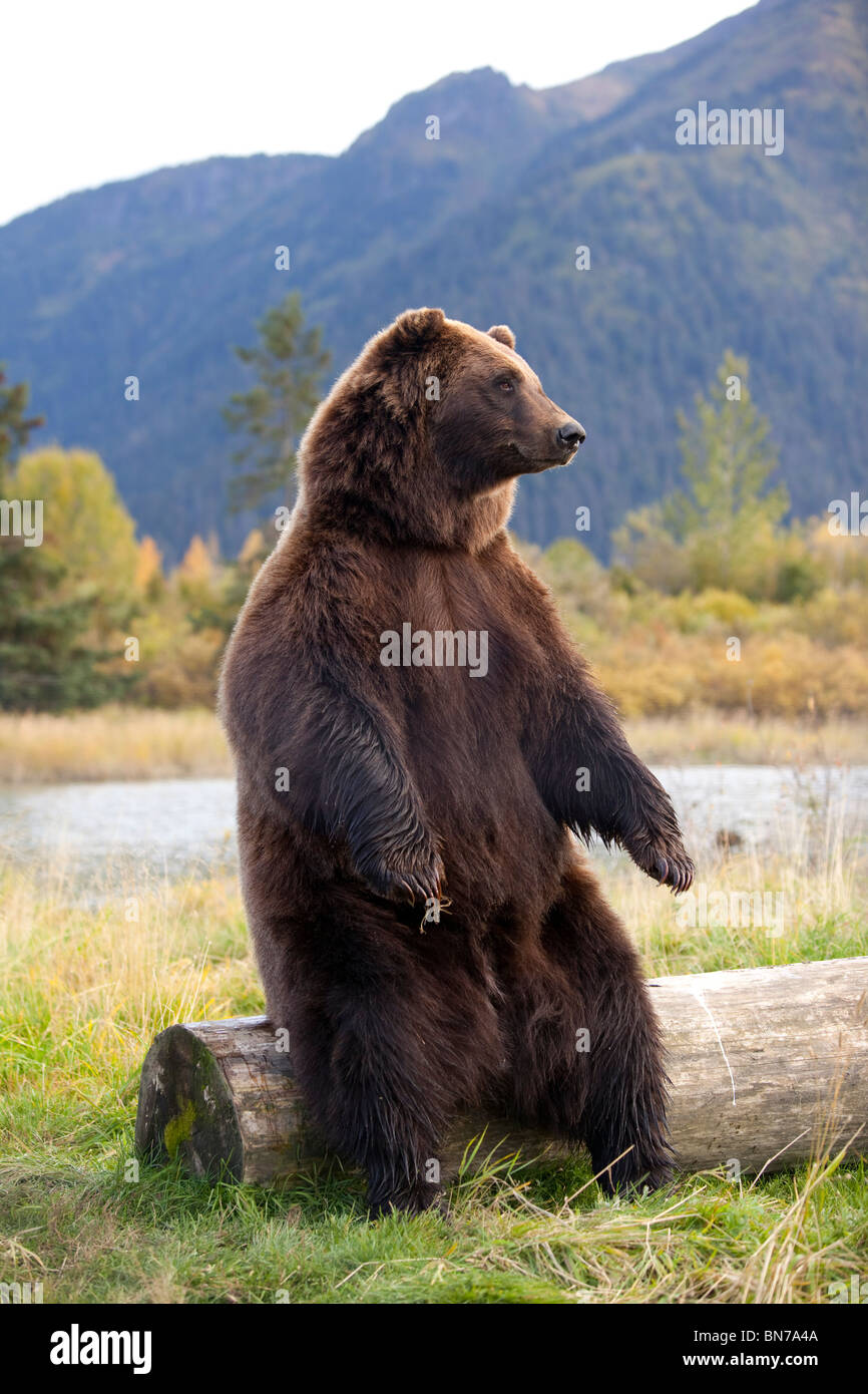 CAPTIVE: Ein großer Braunbär sitzt auf einem Baumstamm im Alaska Wildlife Conservation Center, Alaska Stockfoto