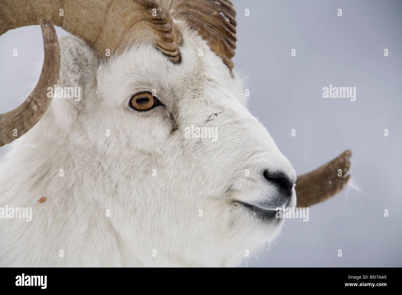 Porträt des großen RAM-Speicher im Winter in der Nähe von Sheep Mountain, Kluane National Park, Yukon Territorium, Kanada Stockfoto