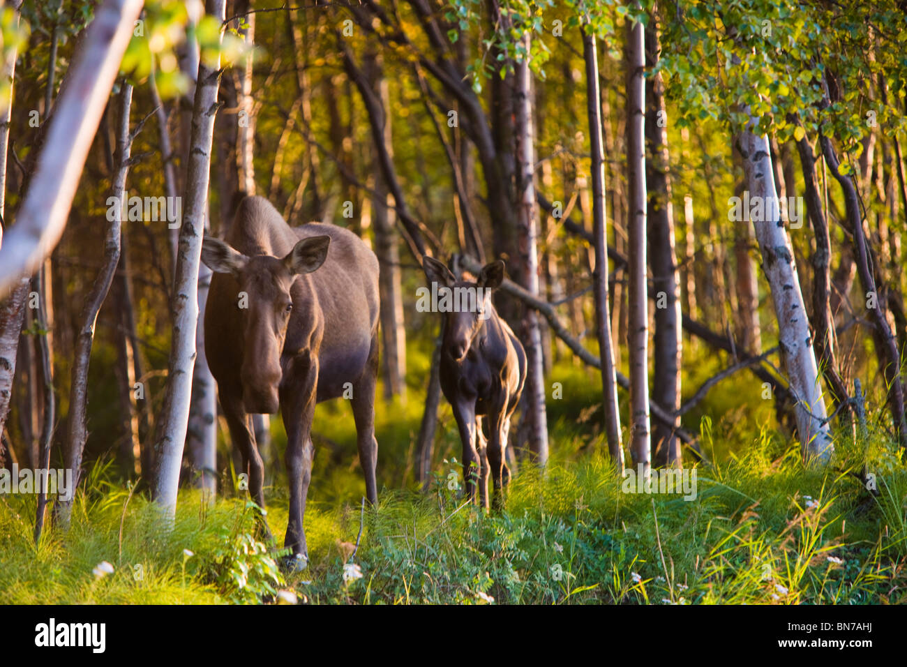 Kuh und Kalb Elch im Birkenwald entlang der Tony Knowles Coastal Trail bei Sonnenuntergang im Sommer in Anchorage, Alaska Stockfoto