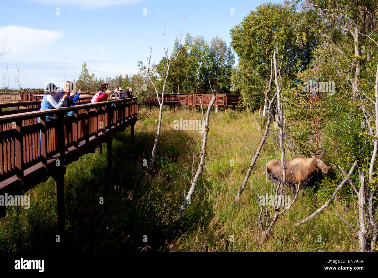 Besucher fotografieren eine Kuh Elch in der Nähe der Promenade bei Potter Sumpf in der Nähe von Anchorage in Alaska Stockfoto