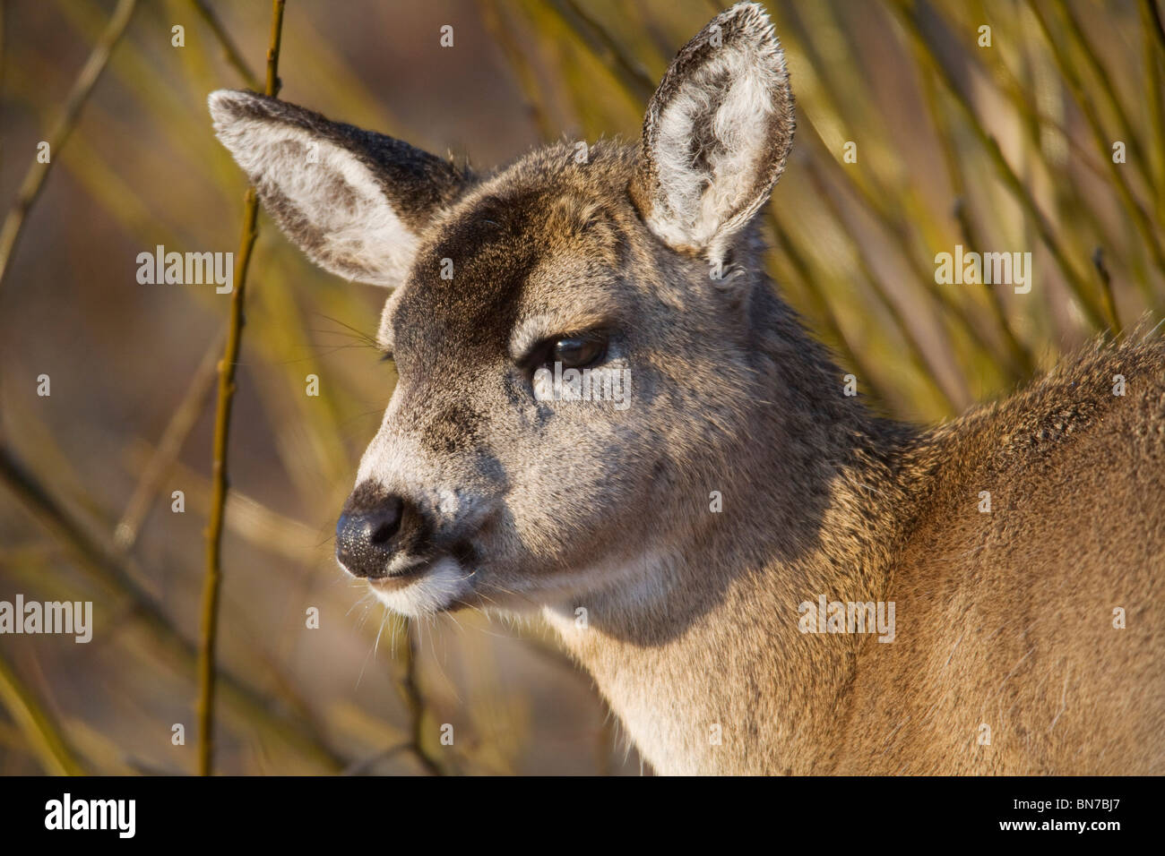 Nahaufnahme von Faon Sitka schwarz-angebundene Rotwild im Winter auf Kodiak Insel, südwestlichen Alaska Stockfoto