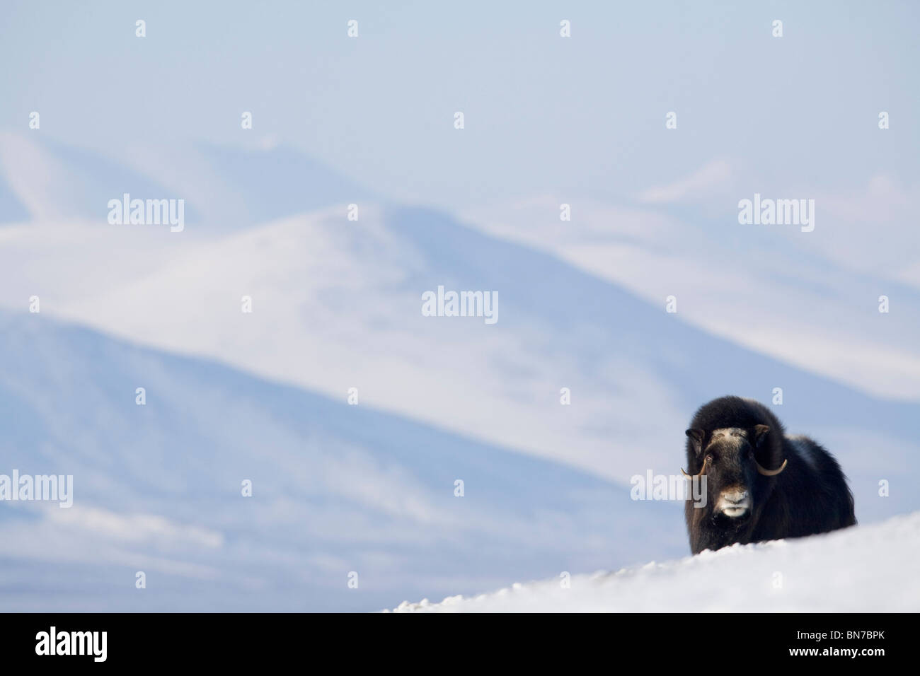 Weibliche Moschusochsen steht auf Bergrücken in verschneiter Landschaft im Winter auf der Seward-Halbinsel in der Nähe von Nome, Alaska Arktis Stockfoto