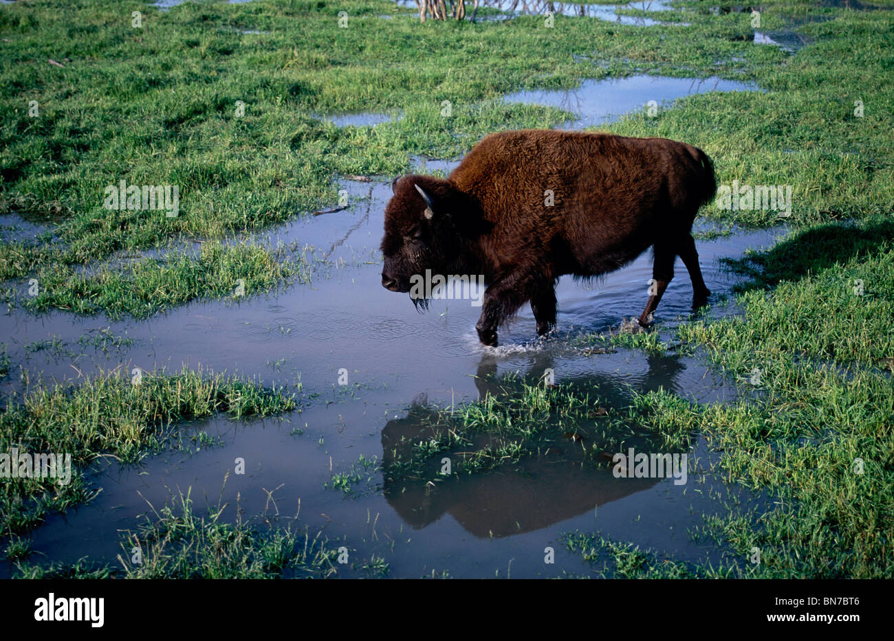 Captive Bison auf Alaska Big Game Farm in der Nähe von Portage Valley Stockfoto