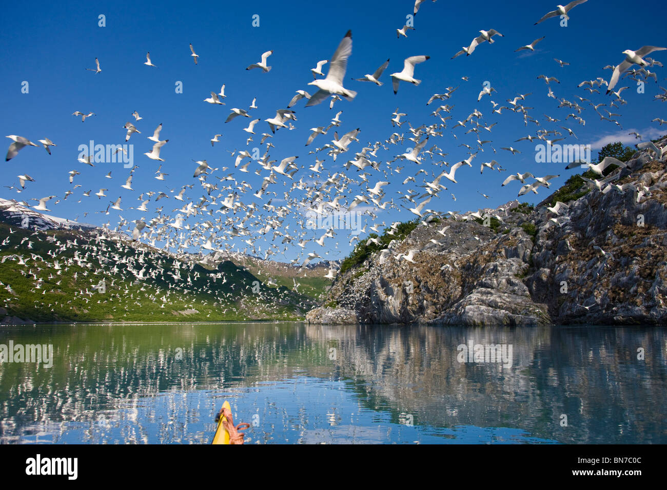 Dreizehenmöwen fliegen aus ihrer Kolonie, nachdem ein Weißkopfseeadler gesichtet hatte, Shoup Bay State Marine Park, Alaska Stockfoto