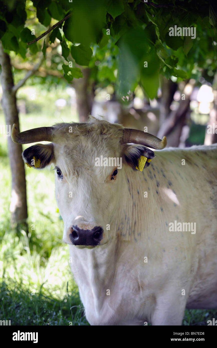 Weisses parkrind -Fotos und -Bildmaterial in hoher Auflösung – Alamy
