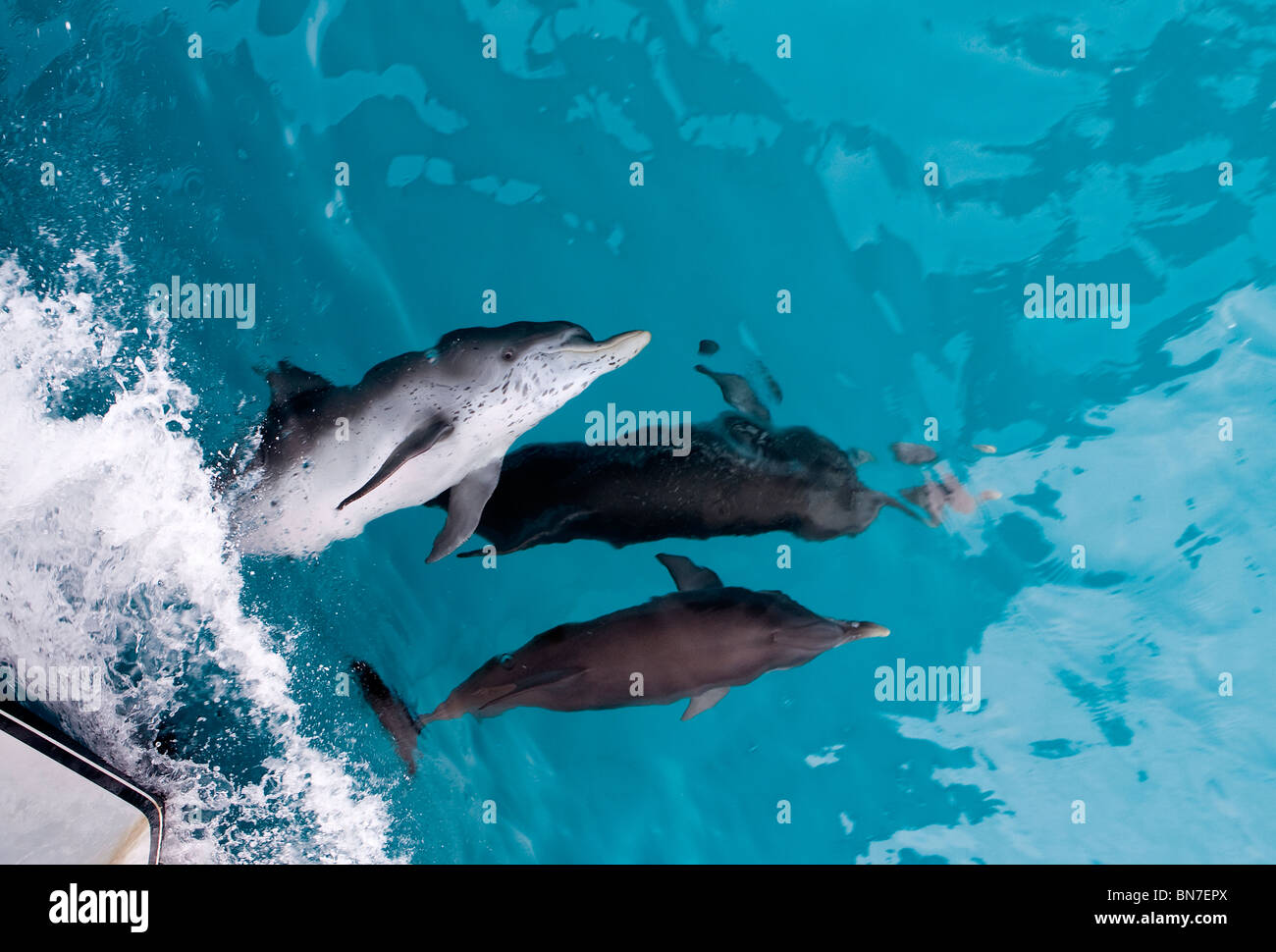 Atlantik entdeckt Delfin (Stenella Frontalis) spielen knapp unterhalb der Oberfläche in der Nähe das Kielwasser eines Bootes. Stockfoto