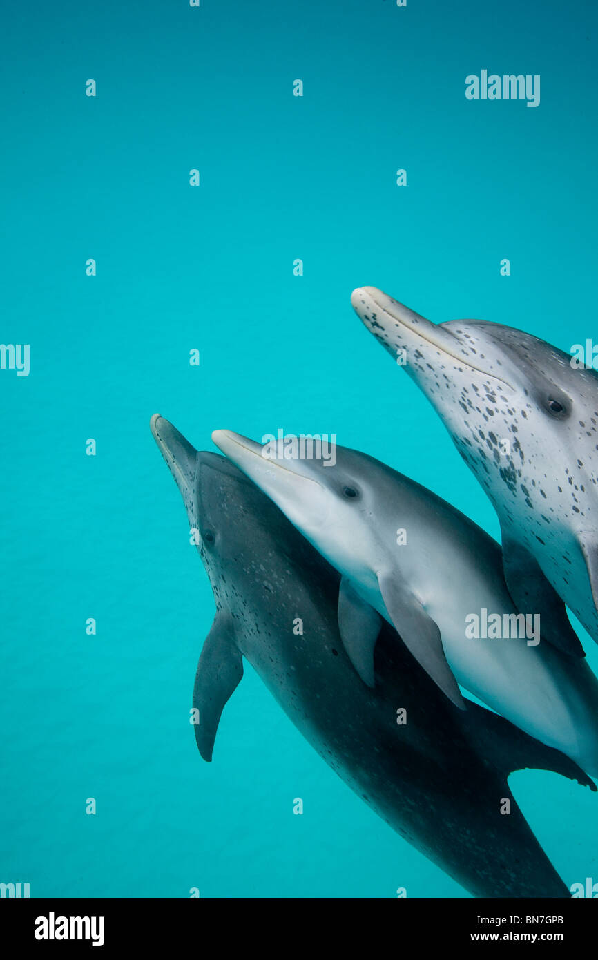 Atlantische Gefleckter Delfin (Stenella Frontalis) spielen im flachen Wasser, Bahamas Stockfoto