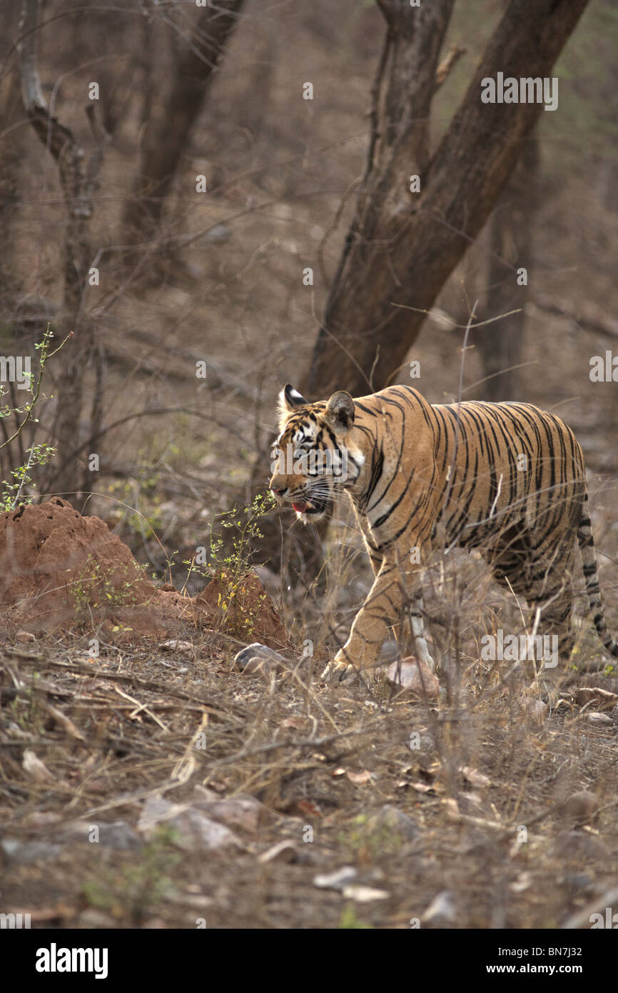 Ein Bengal Tiger Innenseiten der Bäume in trockenen laubwechselnden Wald des Ranthambhore wandern. (Panthera Tigris) Stockfoto