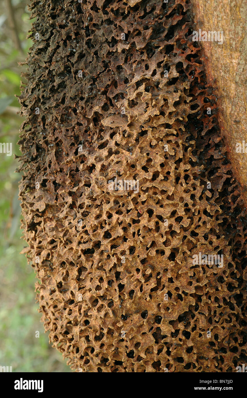 Karton-Nest der Ameisen (Crematogaster sp) auf einem Baum, Ghana. Stockfoto