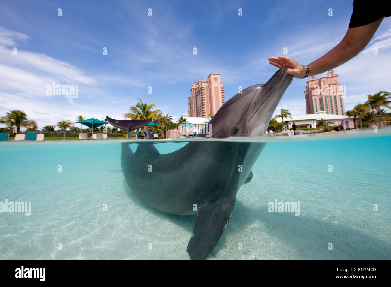 Trainer mit atlantischen Tümmler im Dolphin Cay Atlantis, Paradise Island Resort, Bahamas Stockfoto