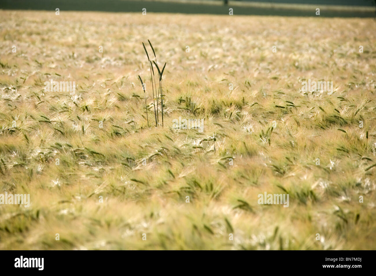 Sommer Im Deister - Felder Sommer in Deutschland Stockfoto