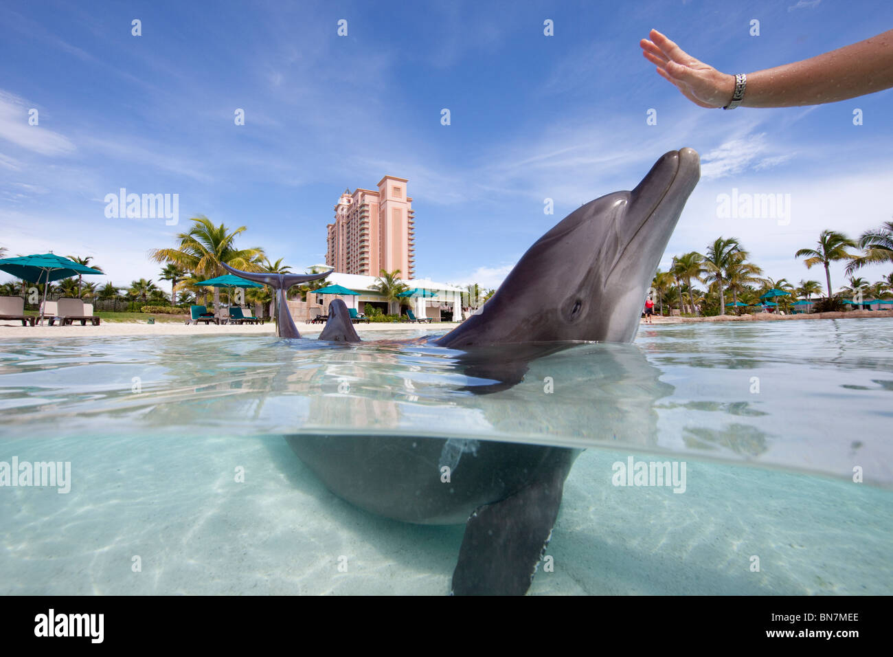 Trainer mit atlantischen Tümmler im Dolphin Cay Atlantis, Paradise Island Resort, Bahamas Stockfoto