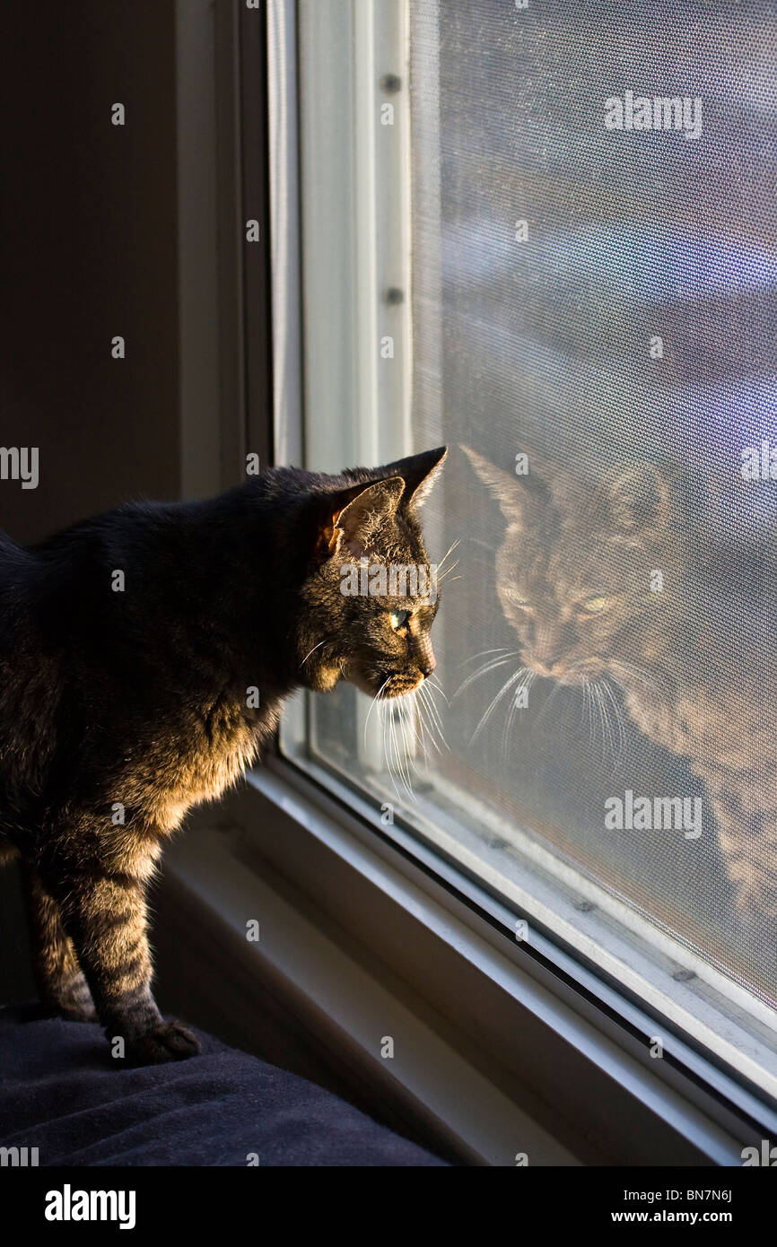 Amerikanische Kurzhaarkatze suchen Fenster mit Reflexion. Stockfoto