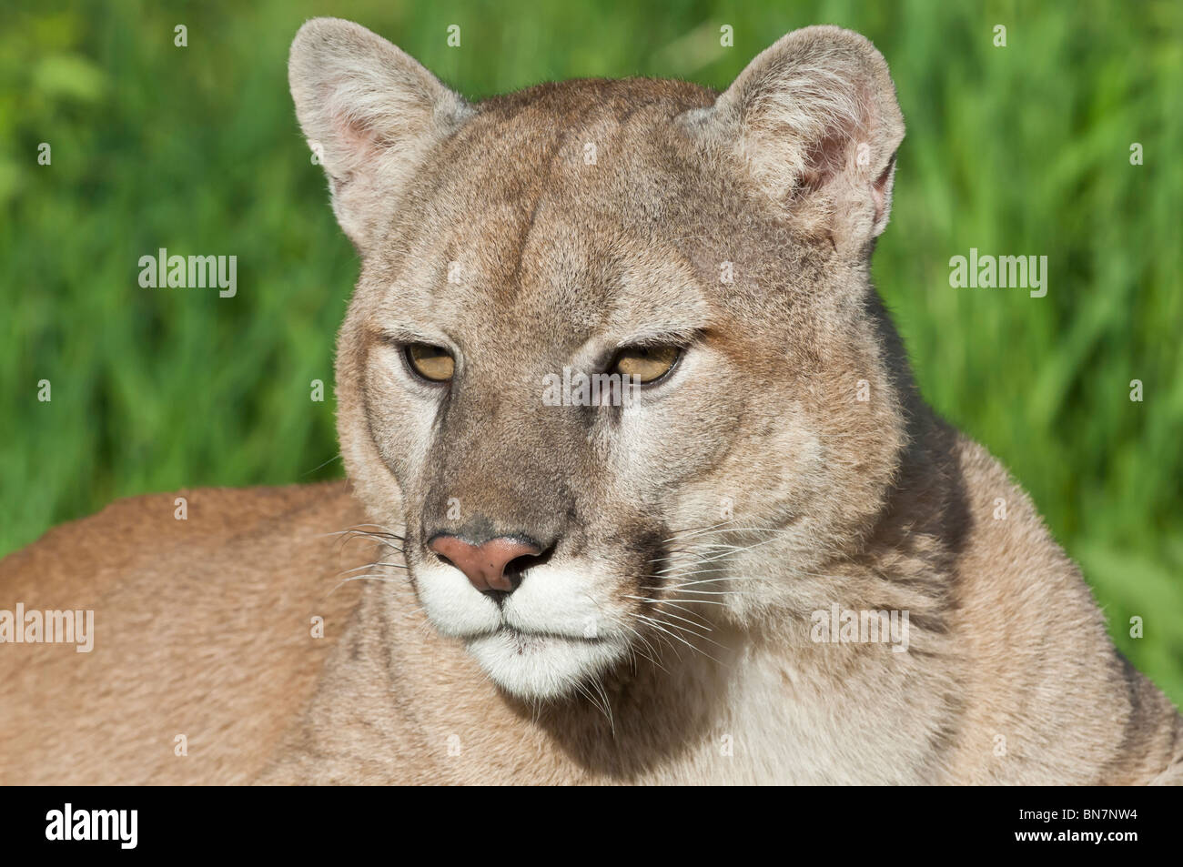 Berglöwen, Felis (Puma) Concolor, in Kanada, den USA, Mexiko, Mittel- und  Südamerika heimisch Stockfotografie - Alamy