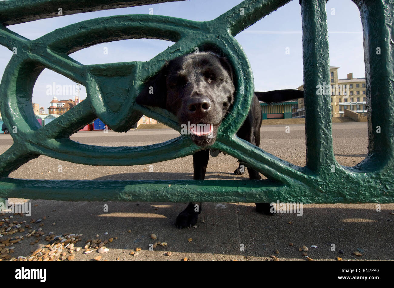 "Banjo" ein schwarzer Labrador späht durch das Geländer auf Hove Promenade. Stockfoto