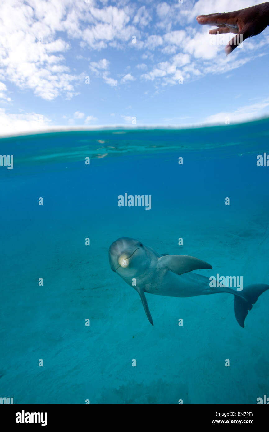 Über/unter Ansicht des Atlantischen Tümmler im Dolphin Cay, Paradise Island Resort Bahamas Stockfoto
