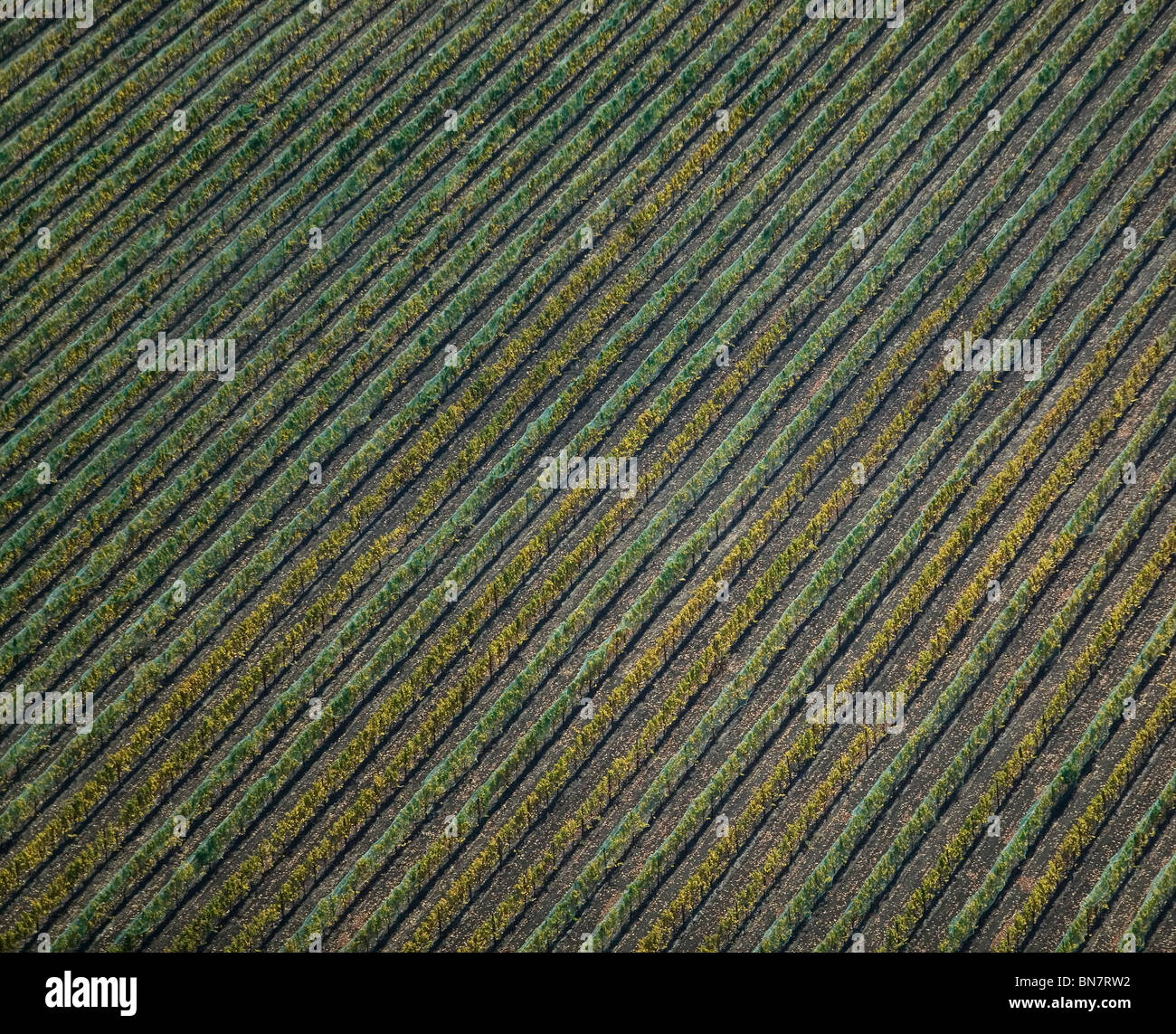 Luftaufnahme über Netting über northern California Weinberg Trauben vor Vögel schützen Stockfoto