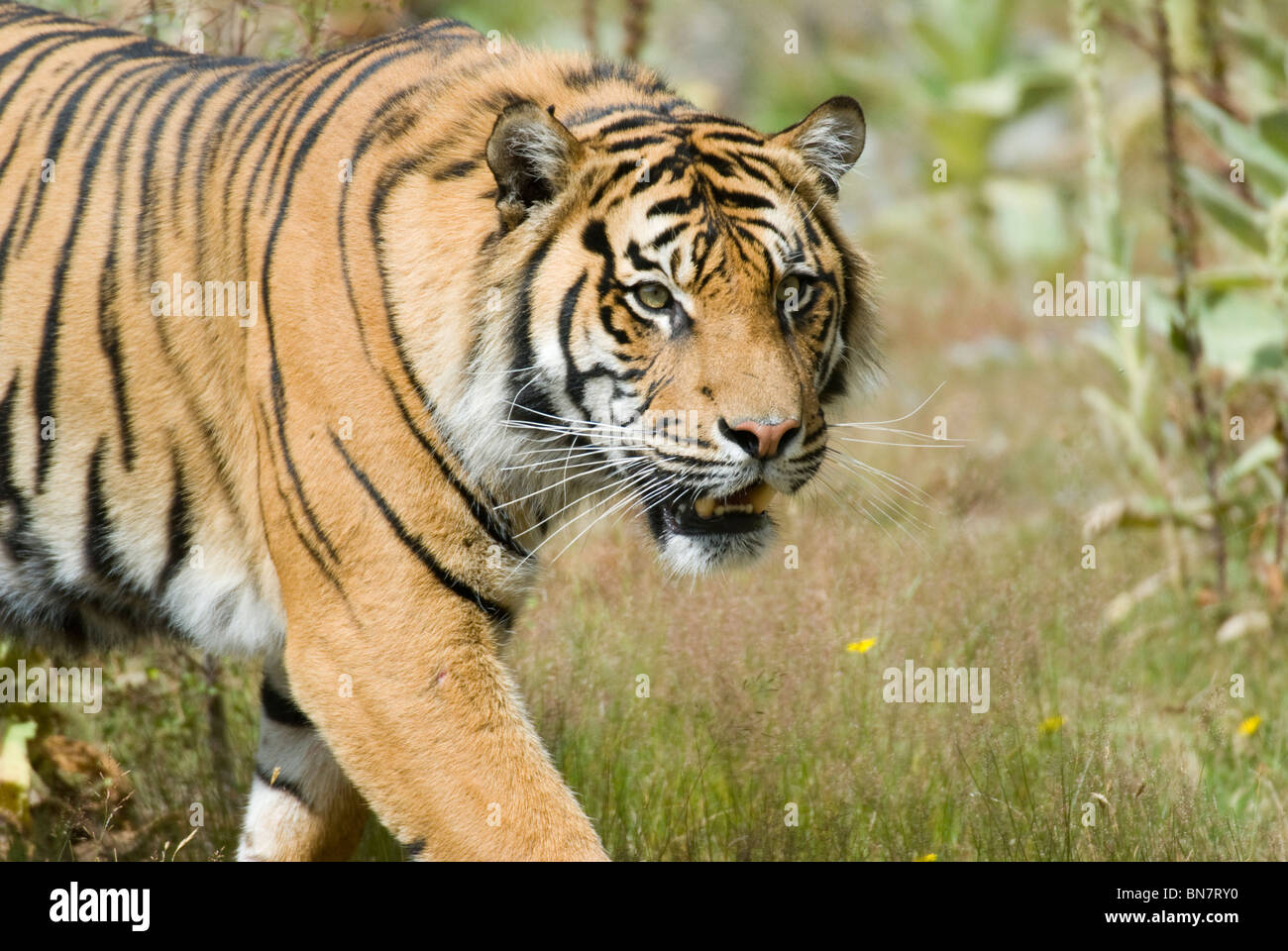 Männliche Sumatra-Tiger-Panthera Tigris sumatrae Stockfoto